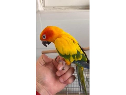 Yarı evcil konur papağanı