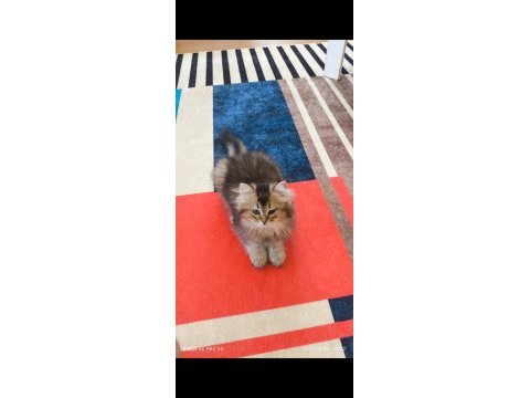 British longhair golden black