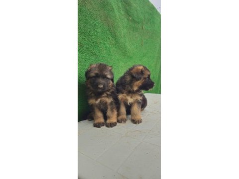 Showline alman çoban köpekler kızıl ve solid black mevcut