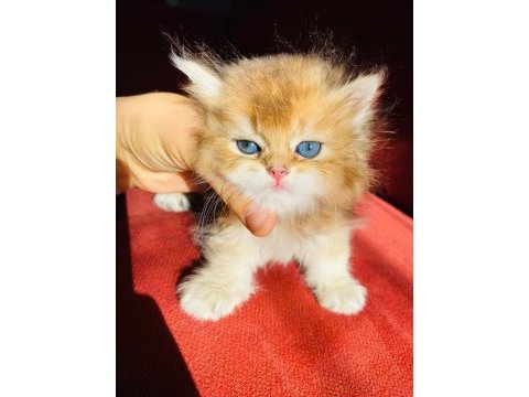 British longhair ny11 golden full şecereli