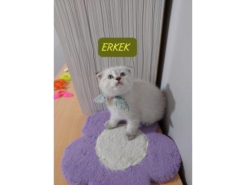 Scottish fold paşam hazır