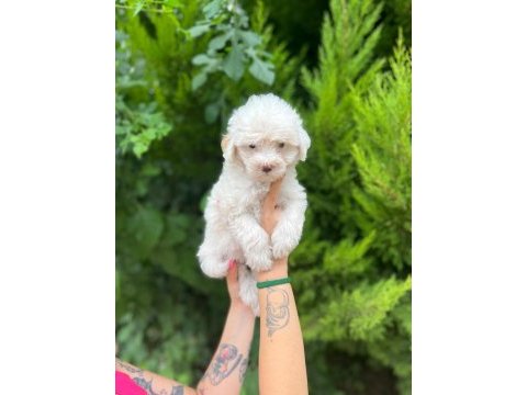 Maltipoo yavrularımızı canlı görerek alabilirsiniz