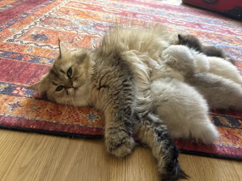 British longhair ve scotish longhair yavrular beyaz