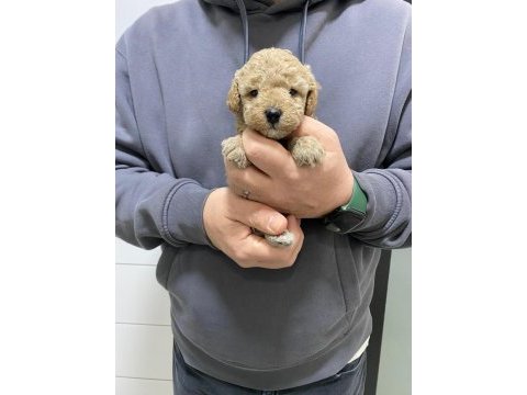 Toy poodle yavrularımı ücretli sahiplendiriyorum