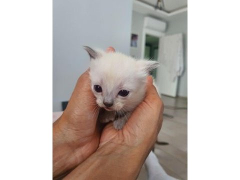 3 aylık siyam kedisi yavrular