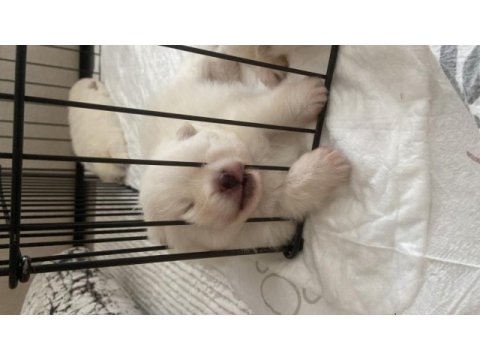 Kaliteli 0 numara pomeranian boo