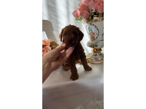 Ruhsatlı ve onaylı çiftliğimizden poodle yavruları