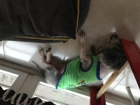 Maltese terrier aşıları tam erkek