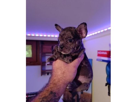 Merle french bulldog