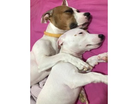 Jack russell