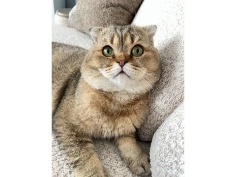2 yaşında sağlıklı scottish fold