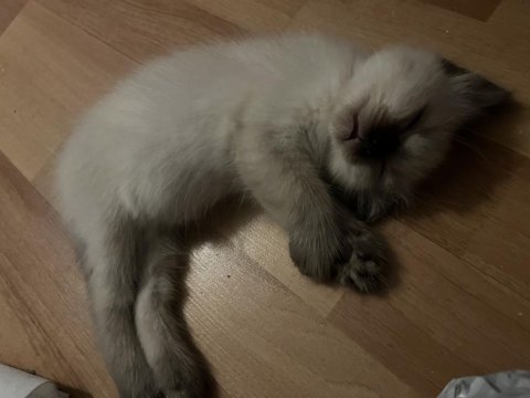 2 aylık tuvalet eğitimli safkan siyam yavruları