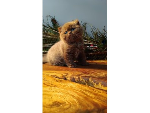 Kralın dönüşü safkan british teddy