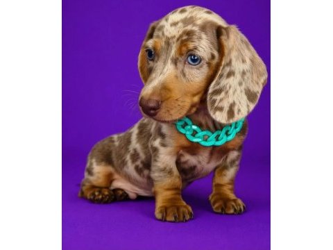 Özel üretim miniature dachshund yavrular