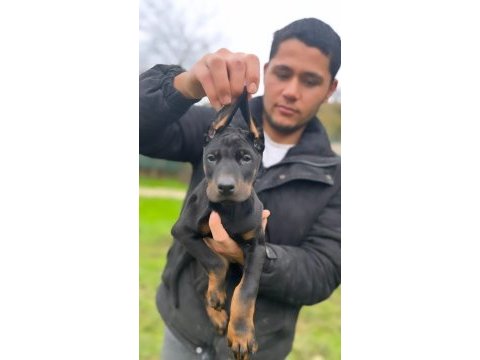 Üst kalite erkek doberman yavrularımız