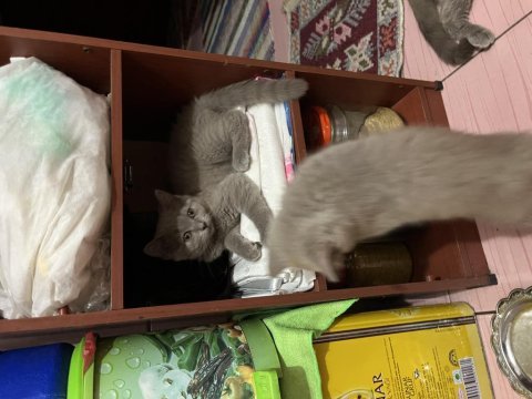 2 yavru dişi british shorthair