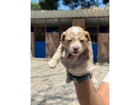 Sevimli maltipoo yavrularımız sizi bekliyor