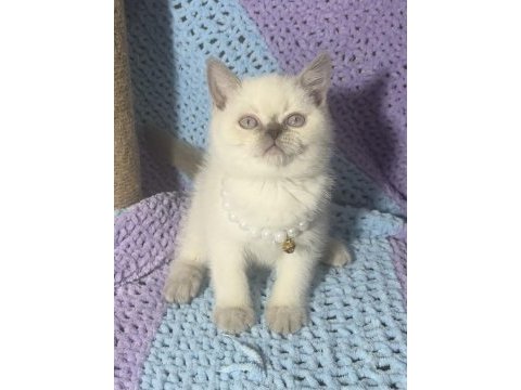 Blue point british shorthair