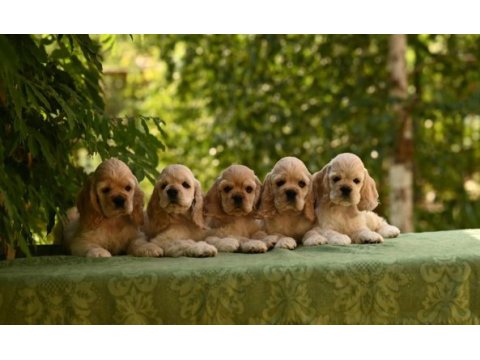 Amerikan cocker köpeklerimiz gelip görerek alabilirsiniz