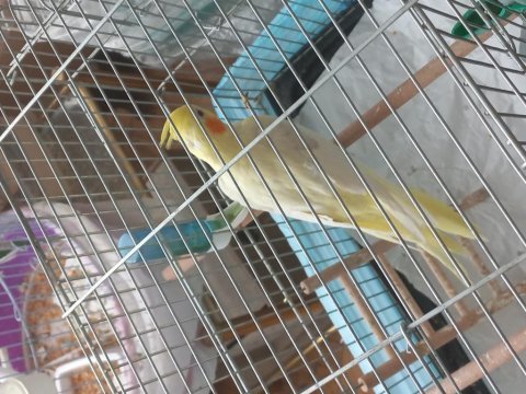 Sultan papağanı lutino 5 aylık