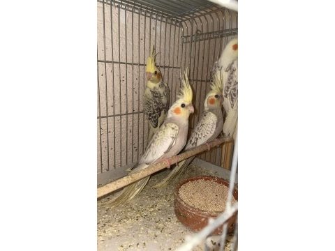 Yavru sağlıklı sultan papağanları
