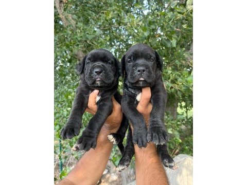 Cane corso yavrularımız ırk garantilidir