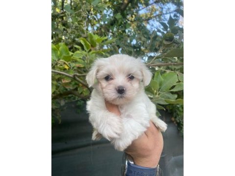 Maltese terrier yavrular