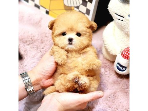 Akıl almaz guzellıktelı toy poodle kuzucuklarımız