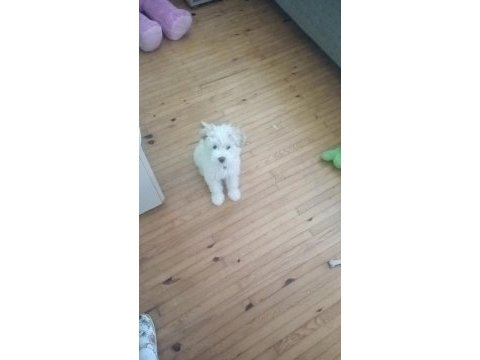Maltipoo yavru