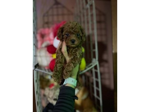 Toy poodle yavrularımız