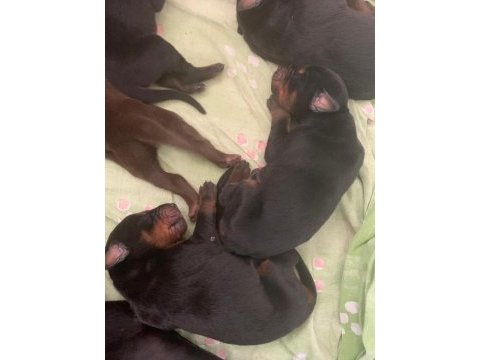Şecereli doberman yeni yuvalarını arıyor