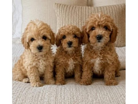 Maltipoo bebek köpekler