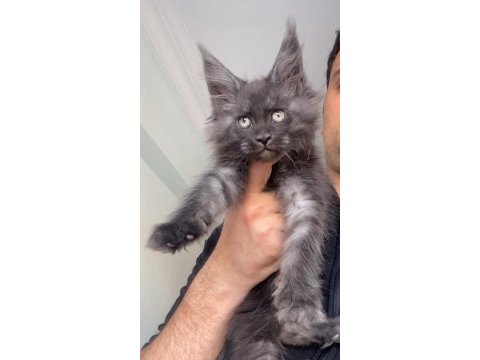 Dev dişi black smoke xxl avrupa kan hattı maine coon