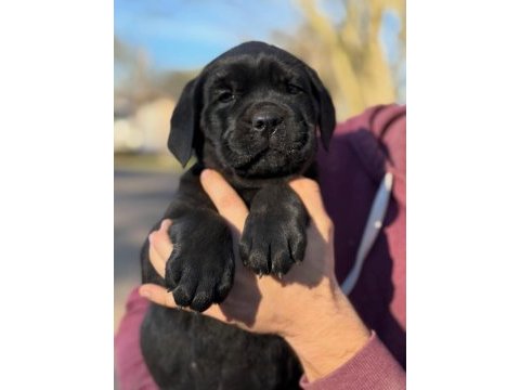 A şecereli cane corso yavrular kapıda ödeme mevcuttur