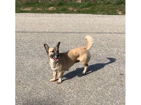 Ücretsiz sahiplendirme köpeğimiz