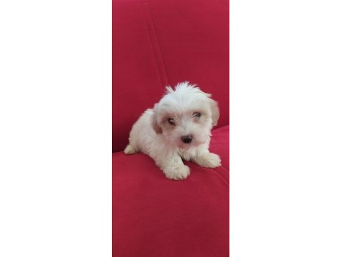 Maltipoo yavru köpeklerimiz