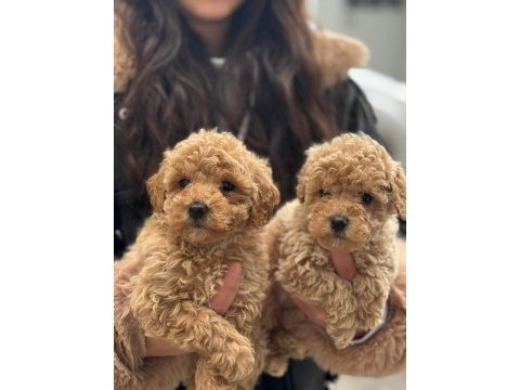 Kıvırcık kıvırcık maltipoo yavrularımız