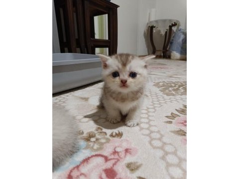 Scottish fold ve scottish straigt yavrularım