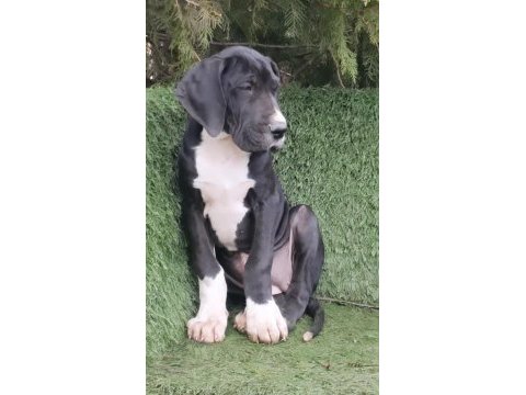 Great dane (danua a şecereli )
