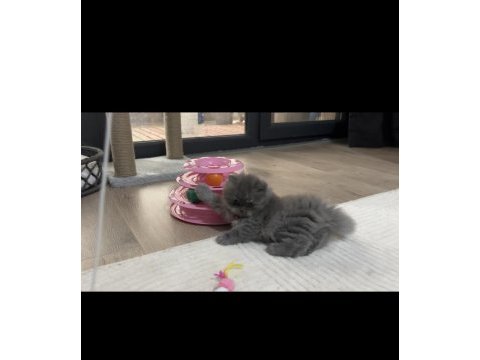 British longhair dişi kedimiz