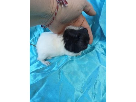 Üreticisinden safkan coronet bebek ginepig