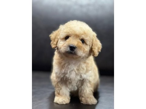 Maltipoo erkek yavru üç aylık