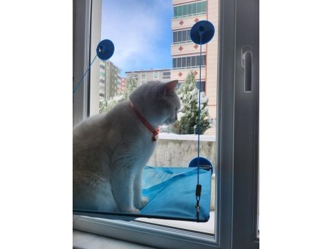British yavrumuza yeni yuva arıyoruz