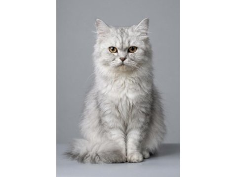 British longhair kedisi
