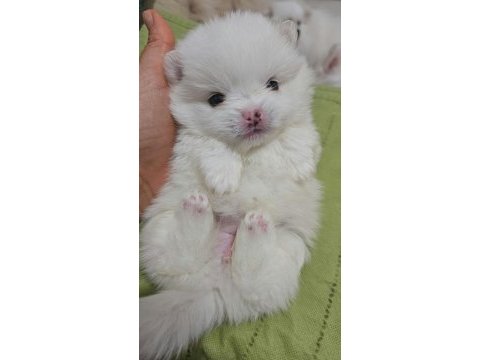 Mini pomeranian köpekler