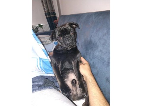 Sevimli pug oğlumuz şükrü