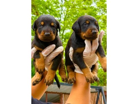 Doberman yavrularımız