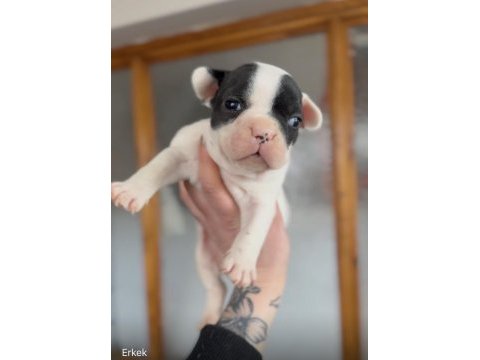 French bulldog yavrularım