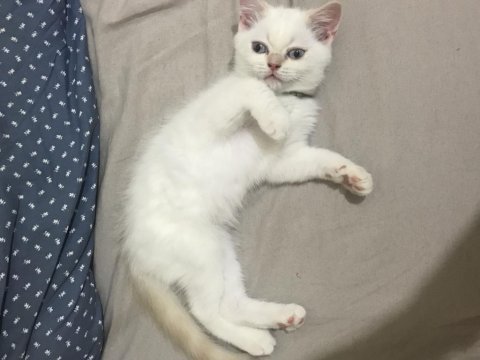 Yavru british shorthair kızım