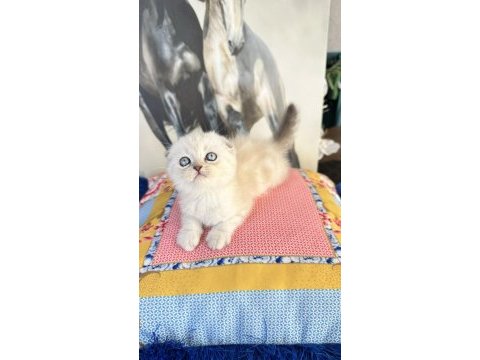 Safkan british shorthair ve scottish fold bebekler